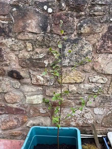 Photo of free Alder tree (Port Seton, EH32) #1
