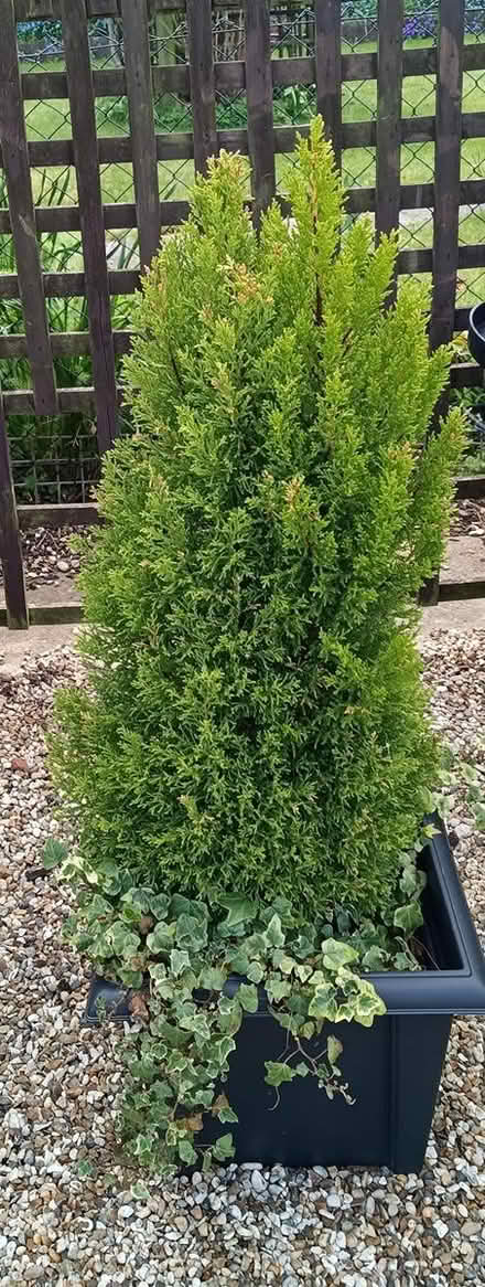 Photo of free Three conifers in tubs (Nr Tesco, Princes Road , CM2) #3