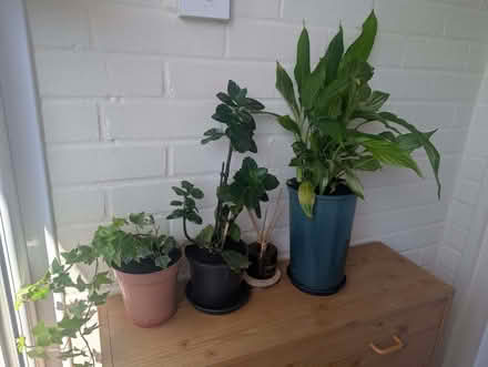 Photo of free House plants x 3 (Old Town TN40) #2