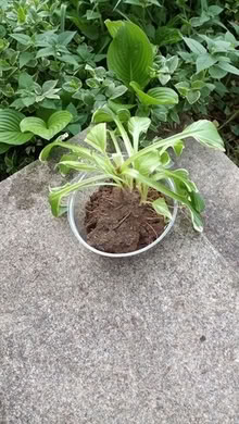 Photo of free hosta plant 20874 #1