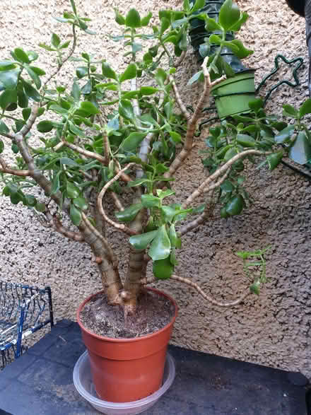 Photo of free Big Houseplant (succulent) (Breadsall DE21) #2