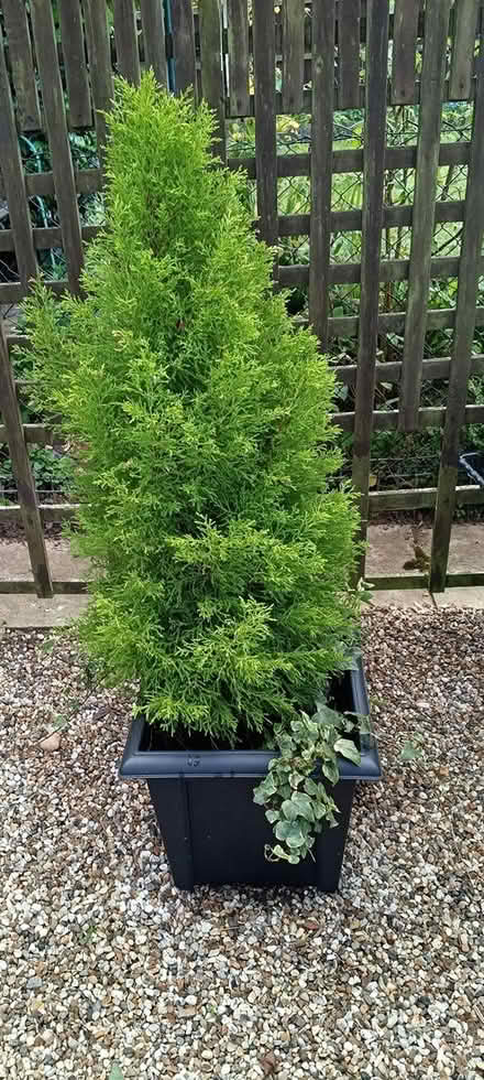 Photo of free Three conifers in tubs (Nr Tesco, Princes Road , CM2) #2