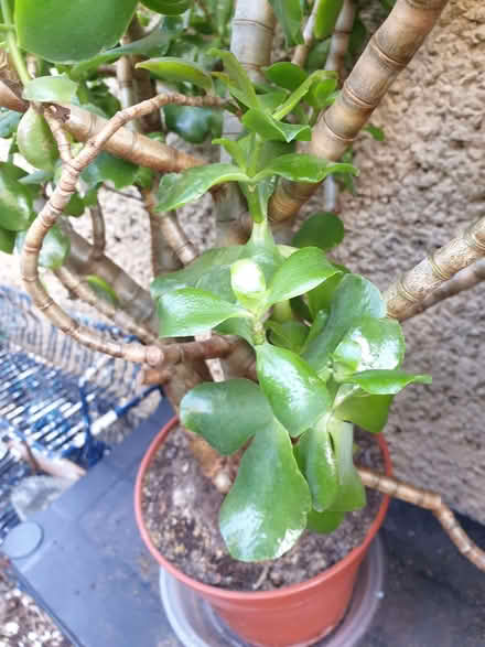 Photo of free Big Houseplant (succulent) (Breadsall DE21) #1