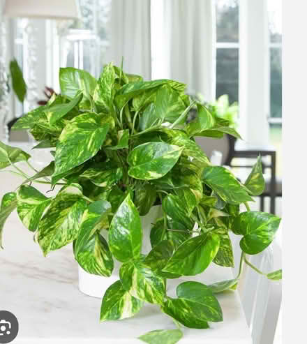 Photo of Epipremnum aureum (Llanishen CF14) #1