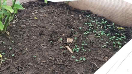 Photo of Compost or Topsoil (Acton W3) #1