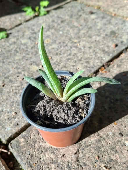 Photo of free Small succulent plant with pointy leaves (Taverham NR8) #1