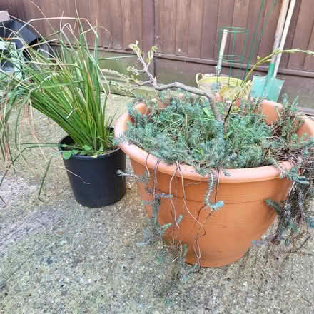 Photo of free Plants (Fordham Heath CO3) #1