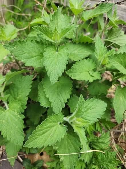 Photo of free Catnip & Lemon balm plants (Aberdeen) #2