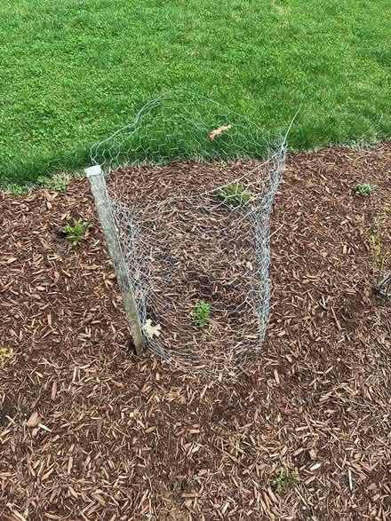 Photo of free Outdoor Plant Protectors (Lunenburg) #1