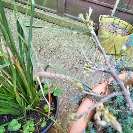 Photo of free Plants (Fordham Heath CO3) #2