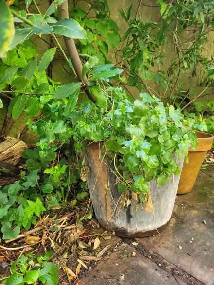 Photo of free Bay tree (BN1) #2