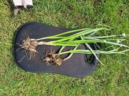 Photo of free Snow Bells bulbs (Minster Lovell OX29) #1