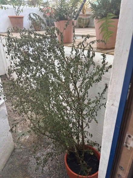 Photo of free Ceanothus Californian Lilac (BN3) #3