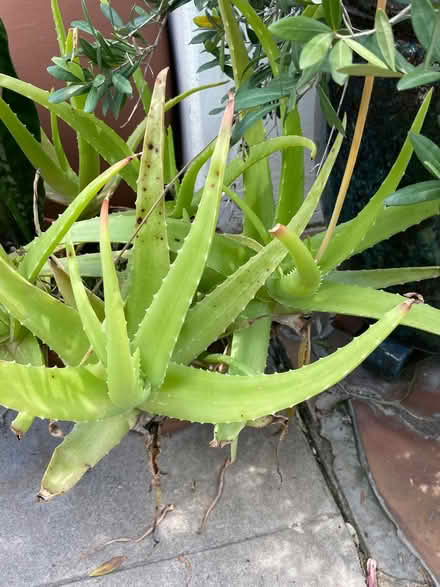 Photo of free Plants (Franklin Hills/ Silver Lake) #4