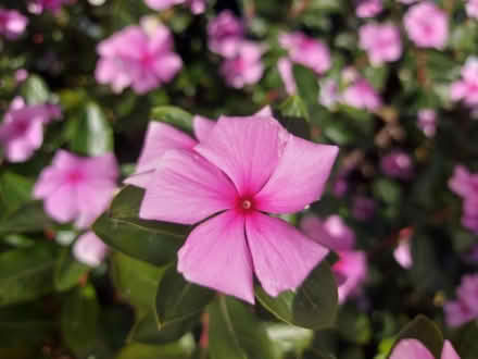 Photo of free Flowering plants (Hurstville) #1