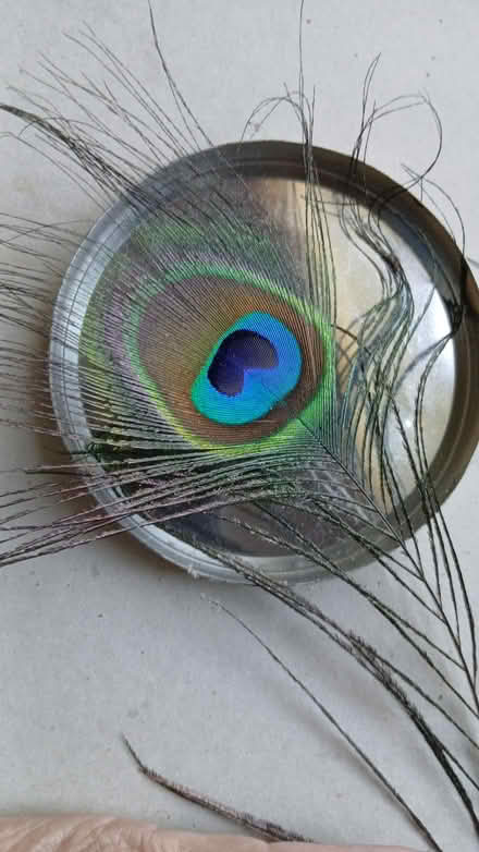 Photo of free Peacock feather (Maidenhead SL6) #1