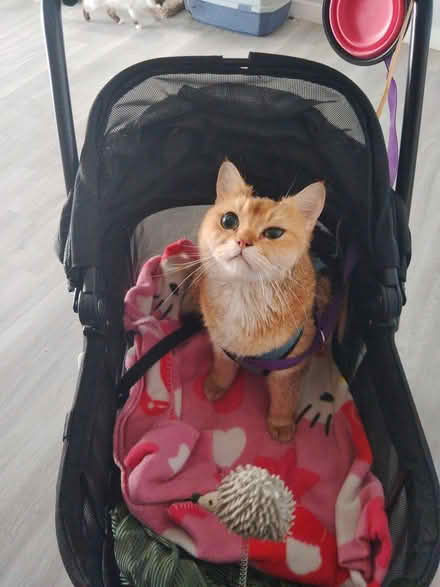 Photo of Pet supplies donations (Northridge) #2