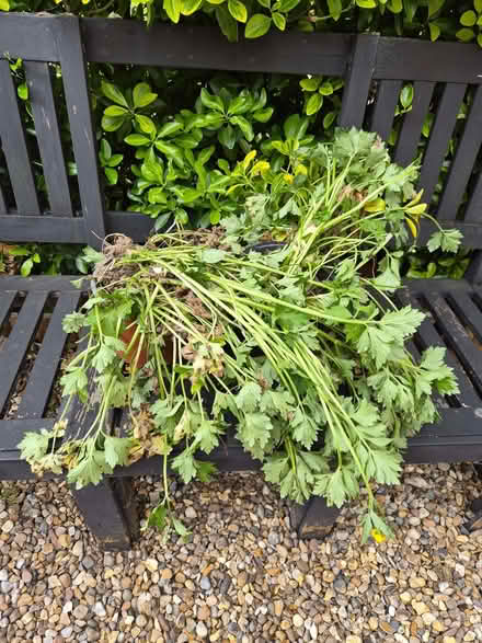 Photo of free Buttercups (Dereham Rd area NR2) #1