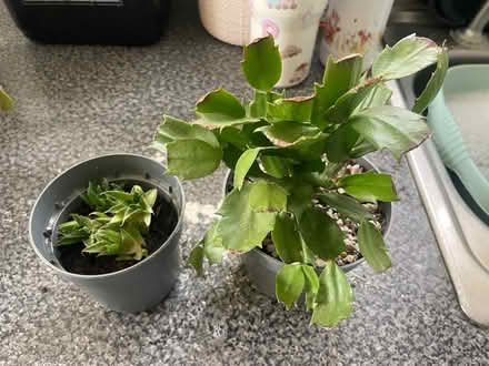 Photo of free Christmas cactus and succulents (Southdown BA2) #1