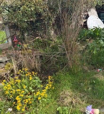 Photo of free Pond plants, carpet roll tubes and wood off cuts. (Llynclys SY10) #1