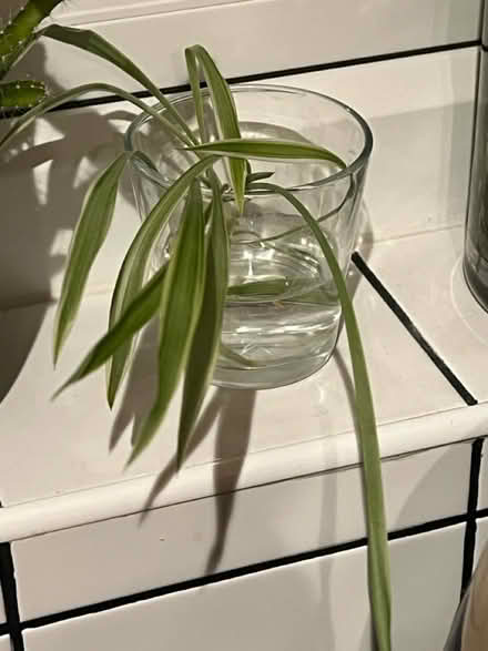 Photo of free Spider plant (Cove GU14) #1
