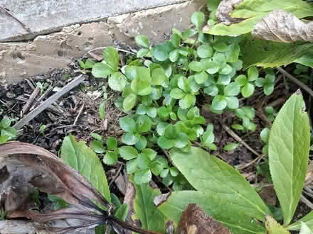 Photo of free Angelica seedlings (Ledbury, HR8) #1