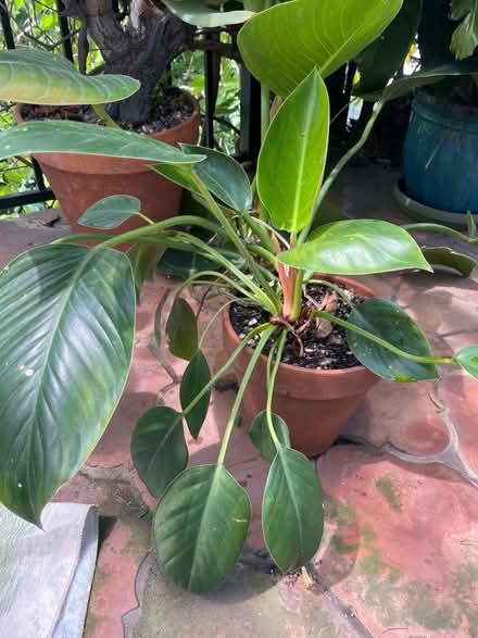 Photo of free Plants (Franklin Hills/ Silver Lake) #1