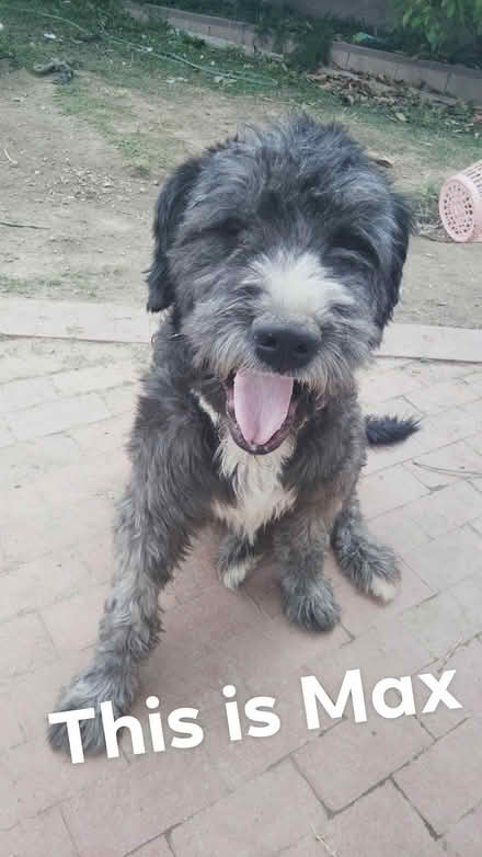 Photo of Pet supplies donations (Northridge) #1