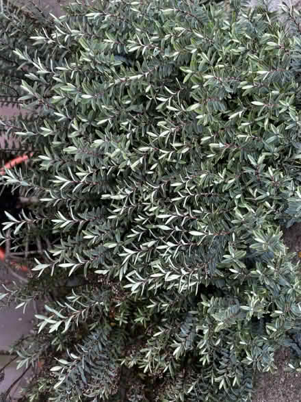 Photo of free Hebe (Bear flat) #2