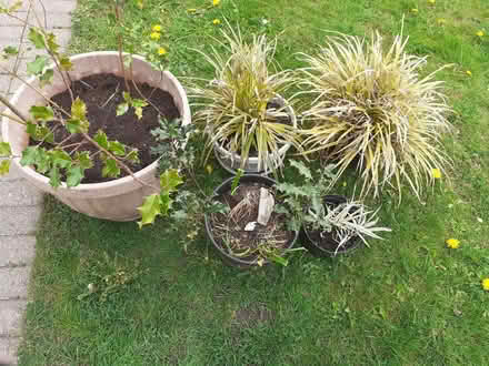 Photo of free Plants (Thornaby-on-Tees TS17) #1