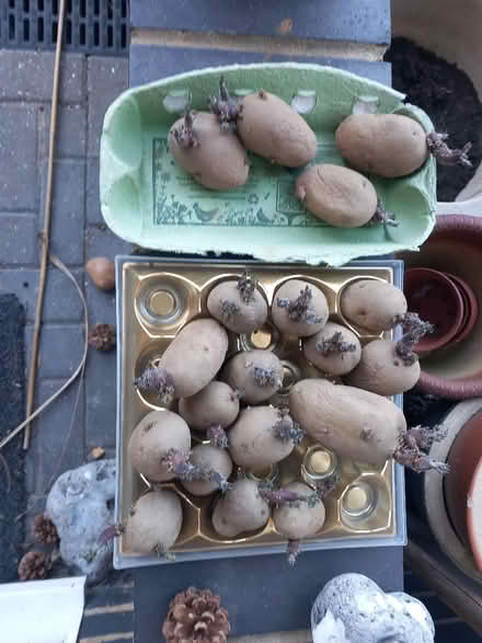 Photo of free Chitted first and second early potatoes (Stone Cross BN23) #1