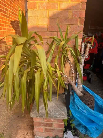 Photo of free Plant (Slough) #1