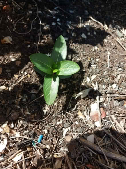 Photo of free Flowering plants (Hurstville) #2