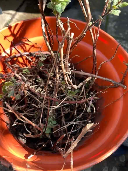 Photo of free Mint plant - a bit straggly (Cotham BS6) #2