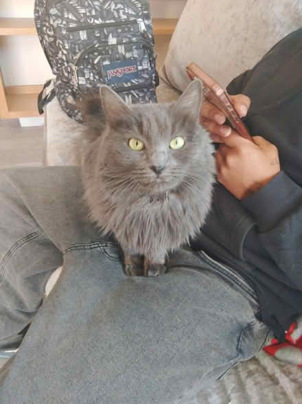 Photo of Pet supplies donations (Northridge) #3