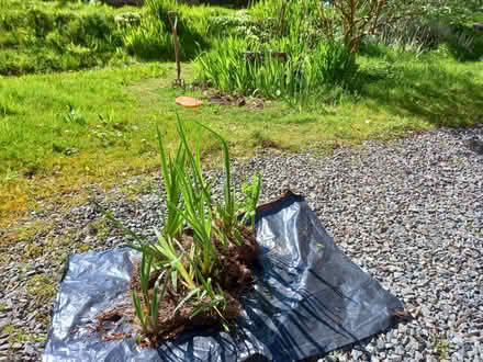 Photo of free Yellow Flag Iris (Thornbury EX22) #2