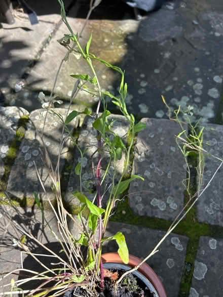 Photo of free Pot of rocket plants (Cotham BS6) #2