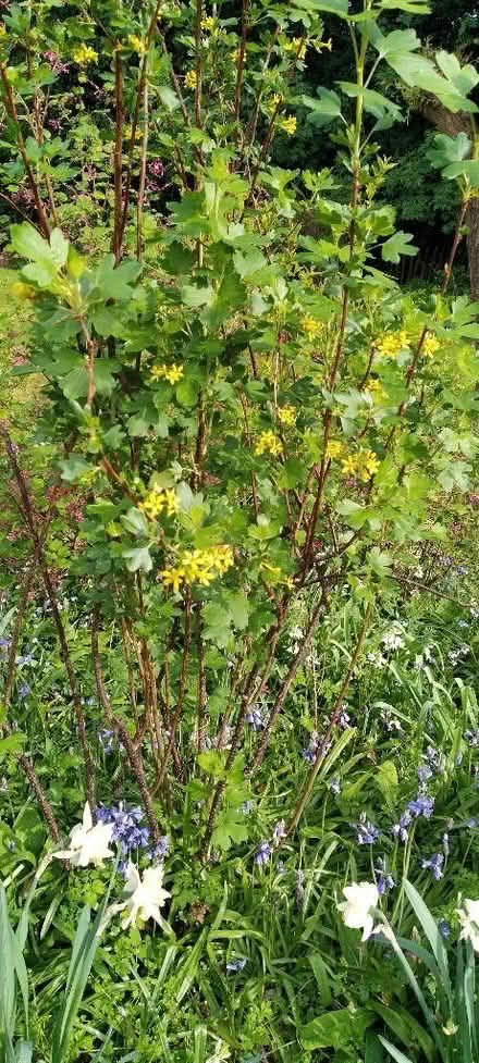 Photo of free Clove currant bush (Kennington OX1) #1