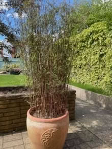 Photo of free 3 potted plants (Felixstowe IP11) #1