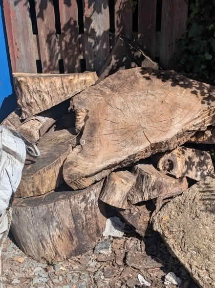 Photo of Wood stump / log (Orton Goldhay PE2) #1