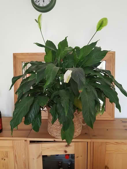 Photo of free Peace lily houseplant (Stroud Merrywalks GL5) #1