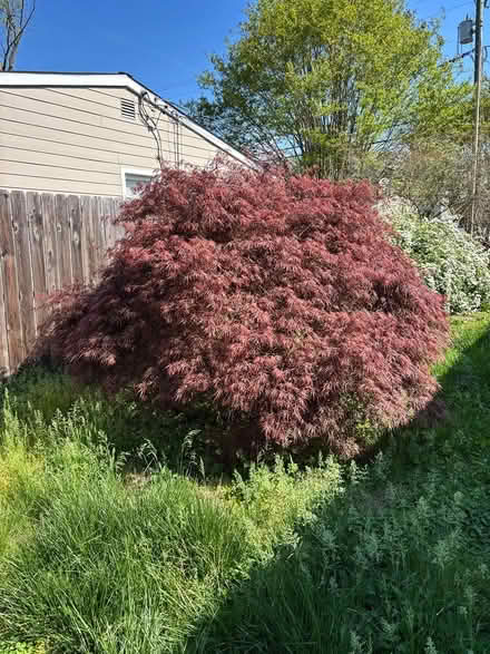 Photo of free Japanese maple tree (Edgewater londontowne) #1