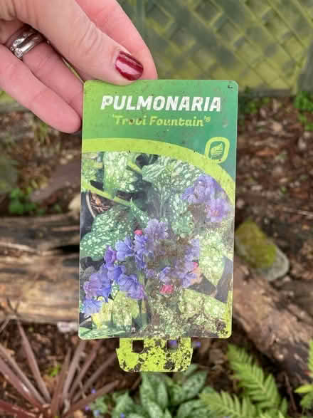 Photo of Garden plants: Pulmonaria (Adel LS16) #2