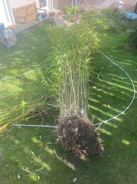 Photo of free Bamboo plant (Liberton EH16) #1