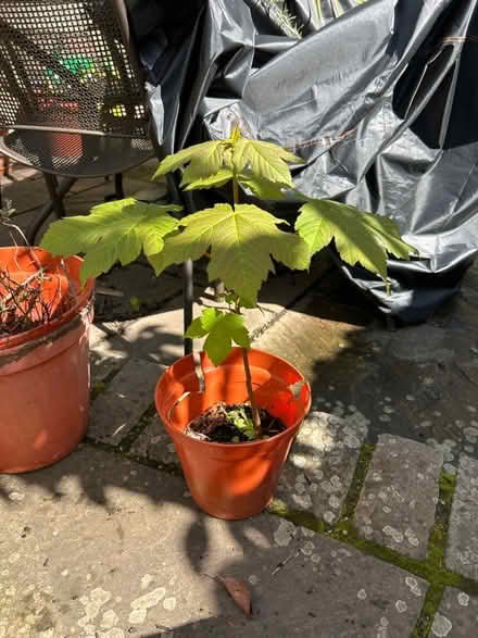 Photo of free Sycamore sapling (I think) (Cotham BS6) #1