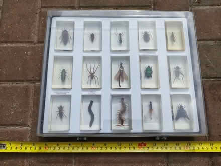 Photo of free Bugs! (West Bletchley MK3) #1