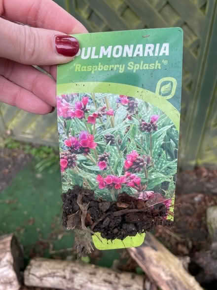 Photo of Garden plants: Pulmonaria (Adel LS16) #1