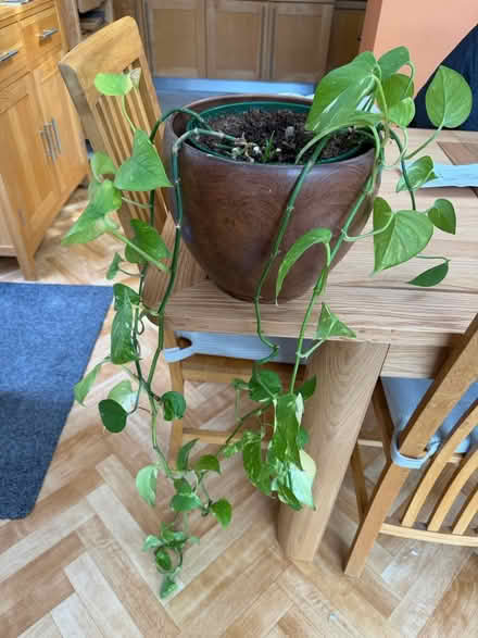 Photo of free Golden Pothos (Devil's Ivy) plant (Barnes SW13) #1