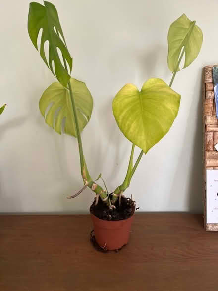 Photo of free Plant (Moortown LS17) #1