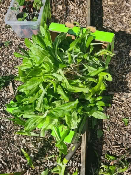 Photo of free Fresh green for animals? (Elborough BS24) #1